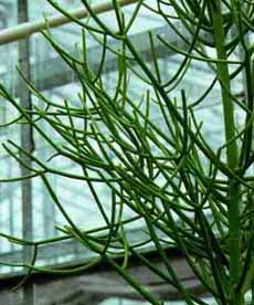 Euphorbia_tirucalli