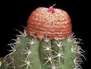 Melocactus_bahiensis