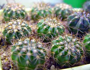 Melocactus_conoideus