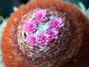 Melocactus_matanzanus