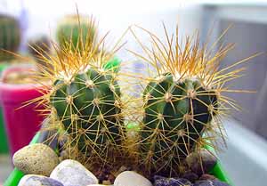 Melocactus_neomontanus
