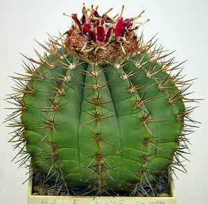 Melocactus_saxicola