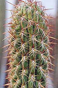 Oreocereus