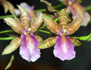 Miltonia_clowesii