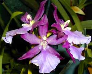 Miltonia_spectabilis.jpg (15765 bytes)