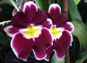 Miltonia_andy_easton_kiwi