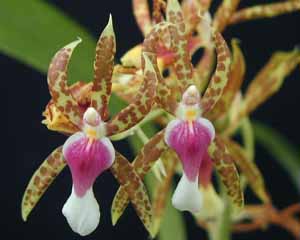 Miltonia_schroderae