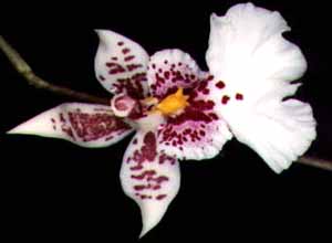 Oncidium_phalaenopsis